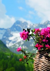 Rosa alpina...