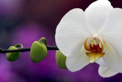 Südtirol Orchideen...
